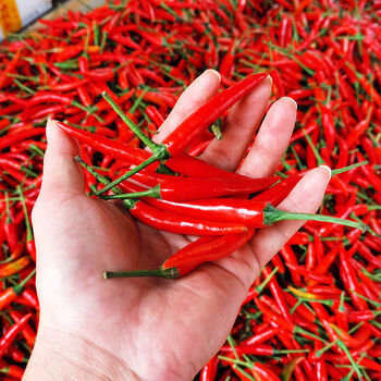 现摘现发小米辣小米椒新鲜朝天椒批发10斤特辣小米椒饭店专供