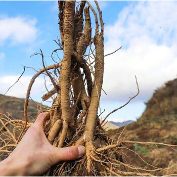 无硫滋补养生北岳恒山老黄芪主根原枝