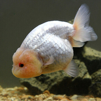 鱼冷水鱼宠物小金鱼狮子头金鱼活体小型观赏鱼 水族活体 精品玉兔寿 7