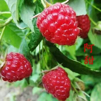 覆盆子树苗树莓苗黄红树莓苗南方北方地栽盆栽果树苗当年结果 阿甜 3