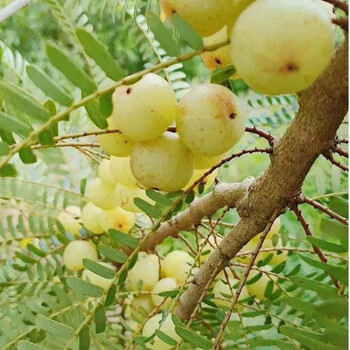 【产地直发】玉油甘 玉油柑 新鲜采摘潮汕赤皮甜种油柑果 油甘汁奈雪