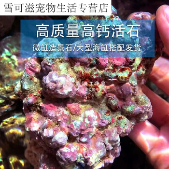 梦雷宠高质量活石新鲜高钙深海片状海水过滤鱼缸珊精选高钙5斤配石共5