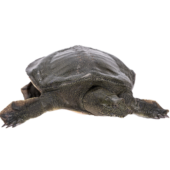 足斤活体甲鱼甲鱼活体食用大甲鱼老鳖土鳖八批发鲜活现抓0806青黑色