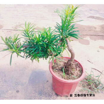 盆景花卉桌面盆栽庭院綠植辦公室微型景觀懸崖式羅漢松粗1公分不含盆