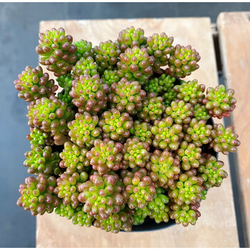 红色浆果小红莓老桩四季好养易繁殖多肉植物窗台庭院萌物盆栽盆径8cm