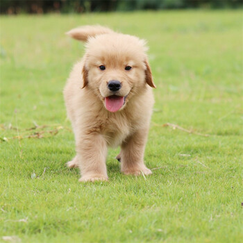 宠心伴纯种金毛幼犬双血统小金毛幼犬活体幼犬宠物狗狗金毛犬中型犬