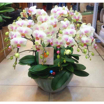 蝴蝶兰花苗盆栽四季室内阳台客厅办公室桌面摆放耐寒绿植花卉 15粉玉