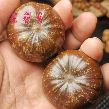 野生云南山核桃风流果紫金钵盂爆款云铁手把件文玩手串明黄色34尺寸