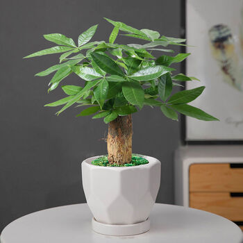 发财树盆栽植物室内客厅好养办公室招财摇钱树桌面花卉绿植小盆景单杆