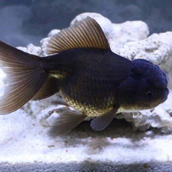 小型淡水观赏鱼金鱼活体鱼苗红狮子头兰寿蝶尾耐养耐活的宠物冷水鱼