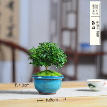 素蜜达摩小叶九里香苔藓花卉盆栽微型盆景迷你四季常青办公室桌面 蓝