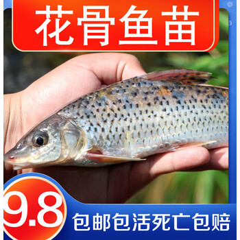采缇(caiti)花骨鱼淡水鱼塘好活养殖小原生土凤麻花名贵淡 花骨鱼3