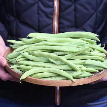 应季四季豆无筋豆新鲜现摘蔬菜豆角刀豆青豆芸豆扁豆整箱应季四季豆