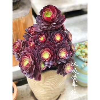 粗桩欧紫法师高20cm10-12头 不含盆