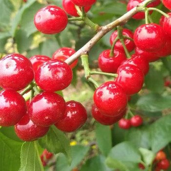 德骊嘉小樱桃现货云南新鲜樱桃特产新鲜水果孕妇农家土樱桃新鲜5斤