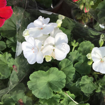 天竺葵直立白色/带花苞