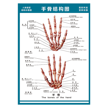 醫院科室宣教掛圖人體結構示意圖器官解剖圖全身骨骼圖宣傳畫牆貼畫