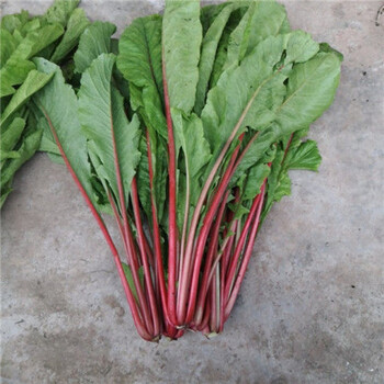 4斤萝卜叶子菜新鲜萝卜缨子杆子 泡菜原料 红白萝卜埂缨子罗卜叶 4斤