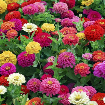 重瓣混合百日草花种子四季易种室外庭院阳台花卉景观绿化花海种籽