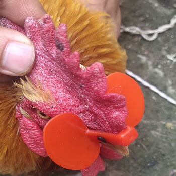 鹿藤防啄鸡用眼镜睛带的眼罩公鸡打架免穿孔鸡嘴卡环无栓卡戴鼻环