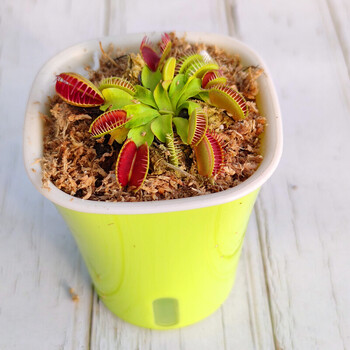 食虫草b52捕蝇草大苗猪笼草捕虫瓶子草茅膏菜食人花桌面盆栽基地 花市