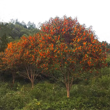 鼎曳桂花树大树高杆原生金桂丹桂树苗盆栽地栽四季桂庭院别墅耐寒植物