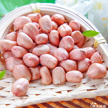 大禹本地花生种子新品种山东原种大罗汉果 鲁寿花生种子 5斤【不带壳