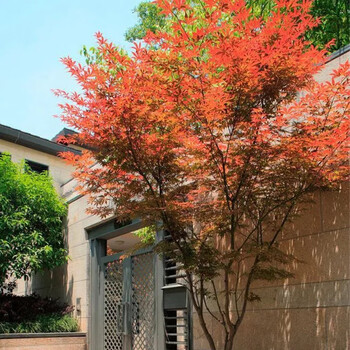 树苗园林绿化南北方种植四季观赏庭院树盆栽盆景植物  鸡爪槭10cm粗