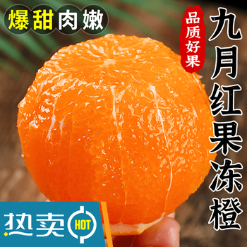 蔬教授湖北九月红新鲜橙子应当季水果整箱大果甜橙果冻橙3斤85mm及