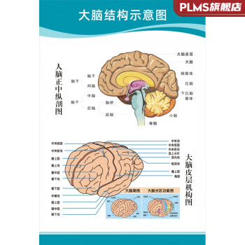 醫院科室掛圖醫院科室頭部腦神經人體解剖結構示意圖大腦血液循環醫學