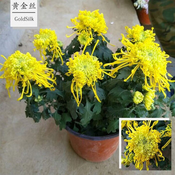 【带花苞发】菊花盆栽带花苞金丝皇菊四季大朵大颗可用室内阳台 黄金
