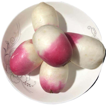 新鲜蔬菜农家自种小萝卜腌制土萝卜应季蔬菜新鲜红皮青皮萝卜 红头土