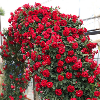 月季特大花浓香庭院植物室内花卉盆栽玫瑰 【鲁硕红】中大苗1米左右高