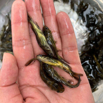 黃顙魚苗活體黃骨魚苗淡水養殖昂刺食用黃丫頭黃鴨叫黃辣丁小魚苗 黃