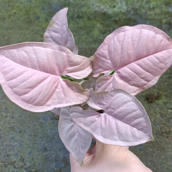 合果芋 粉箭红粉佳人室内阳台观叶绿植热植盆栽花卉 红粉佳人合果芋