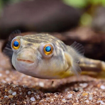斑马狗头鱼淡水河豚凶猛热带鱼观赏鱼鱼苗活体包损包牙口34cm野生斑马