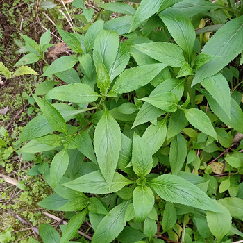 净樱  重庆原生态纯野苦菜公去热野菜苦斋婆苦丁菜酱败菜2斤现摘 1000