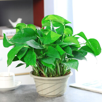长藤绿萝盆栽室内绿萝批发绿箩常绿叶水培绿罗绿植 中号绿萝原盆 带