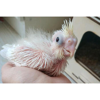 ajaj玄凤鹦鹉手养活体鸟人鸟黄化白子珍珠原始灰派特说话可繁殖活鸟