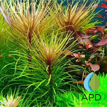 紫水草紫百叶水草紫中后景水草自养水下叶草缸造景紫色水草淡水鱼缸紫百叶2颗打头 图片价格品牌报价 京东