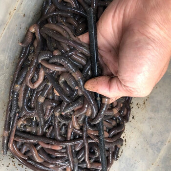 mariache蚯蚓活饵广西野生黑腥味十足鲜活垂钓鱼饵综合特大号一斤