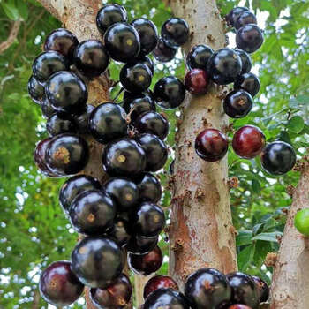 秋食恋顺丰直达现摘嘉宝果当季新鲜水果沙巴鲜果孕妇水果树葡萄一斤装