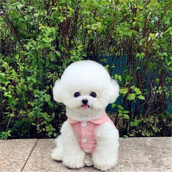 纯种活体比熊幼犬-法国纯种卷毛比熊狗狗 纯白色海绵长毛比熊狗长不大