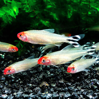 红鼻剪刀鱼苗大号白金红鼻子剪刀尾小型热带群游观赏鱼 10条红鼻剪刀