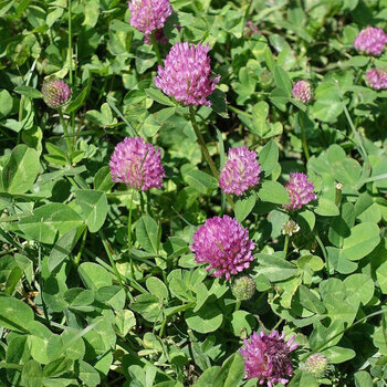 百萌普通红三叶种子25kg红三叶种耐寒旱绿化草坪种子四季常青草坪草籽