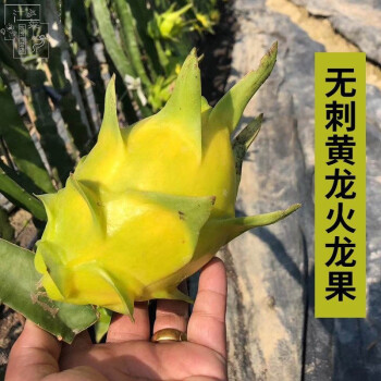 嫁接黃皮火龍果苗1棵【圖片 價格 品牌 報價】-京東