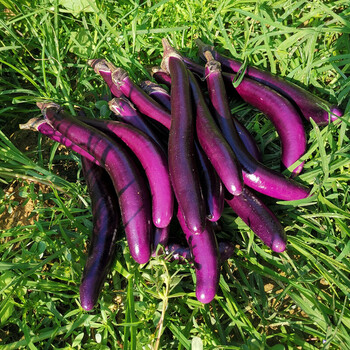 新鲜茄子线茄子细长小茄子福建农家茄瓜绿色天然蔬菜500g