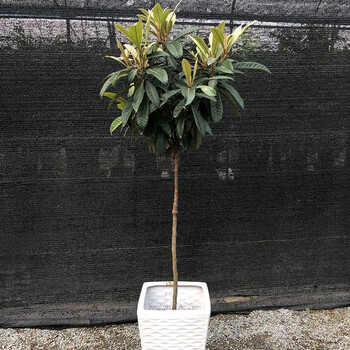 战长沙枇杷树盆栽果树盆景庭院室内外植物大型植物净化空气观赏绿植