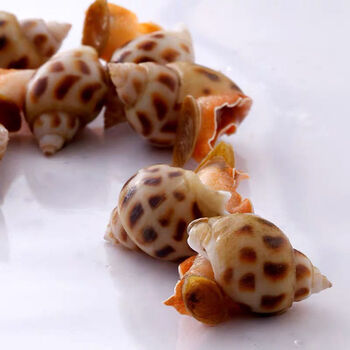 花螺鲜活冷冻新鲜小海螺生鲜 佑达嘉怡 精品大号买一斤加一斤