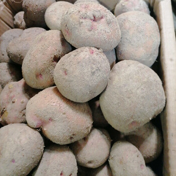 云南李子沟开花洋芋310斤装东川开花洋芋土豆粉面红皮马铃薯糯香开花